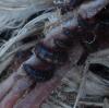 Dermestes sp.